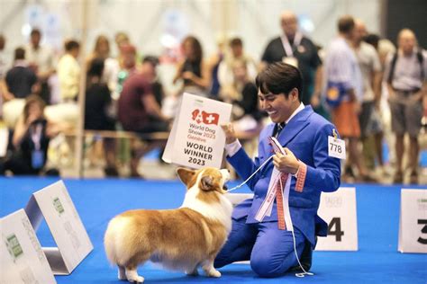 dalbong corgi|A Dog From the Philippines Has Won at the World Dog Show 2023.